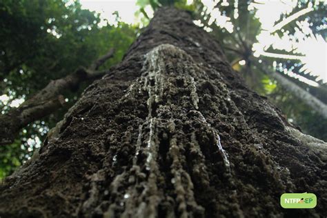 almaciga tree|Keeping it flowing: The Palaw’an almaciga story – .